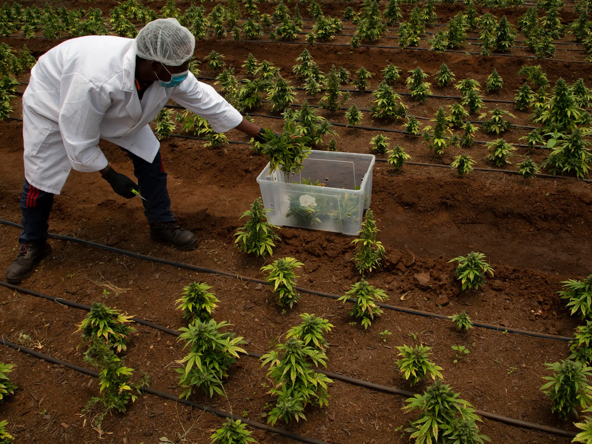 Verilife: Elevating the Modern Cannabis Dispensary Experience