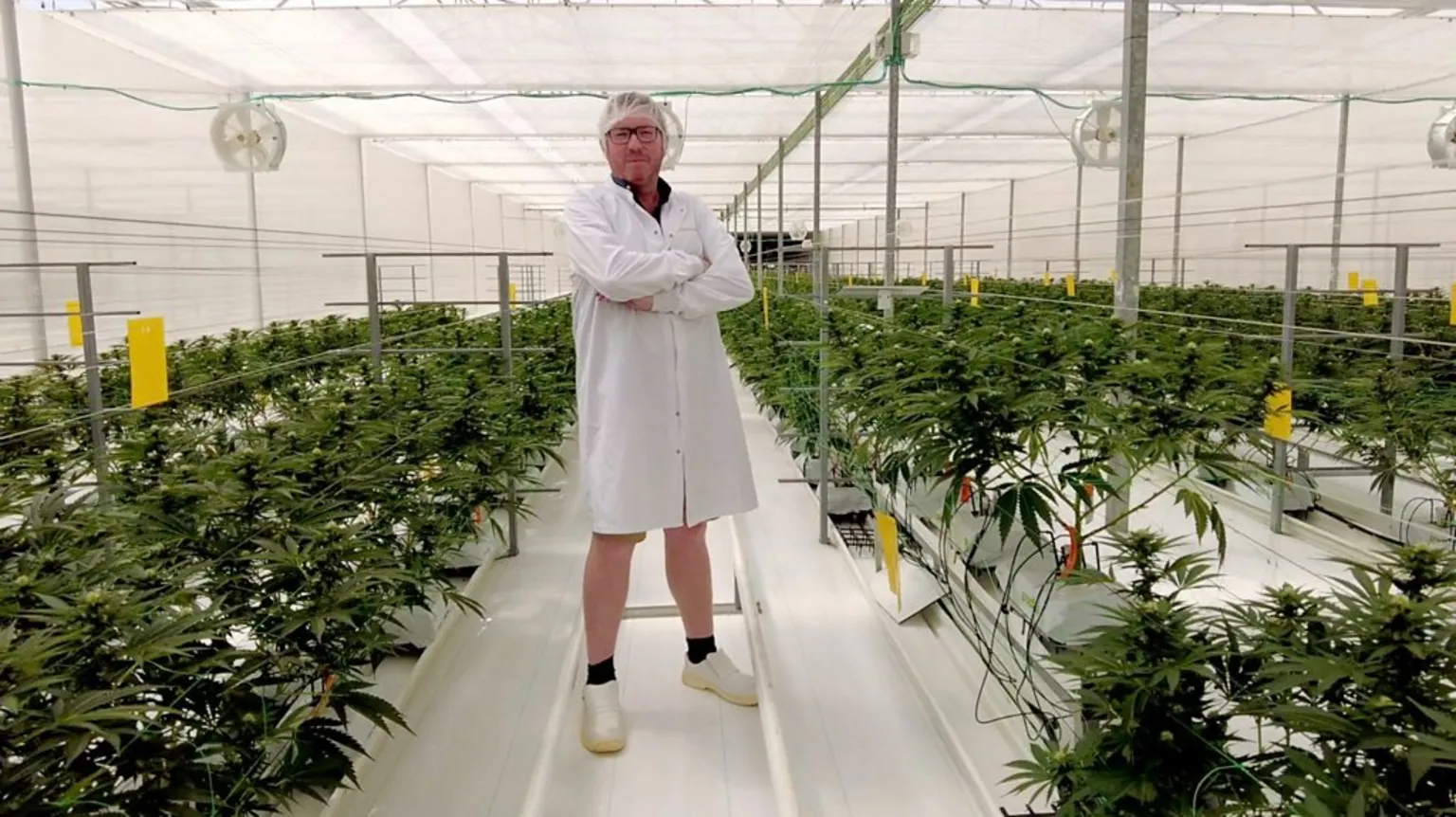 Elevating Cannabis Marketing Services Through Programmatic Advertising